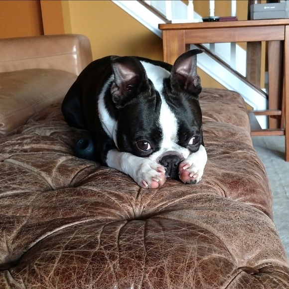 🐾Posh love from Iggy!🐾 - Picture 8 of 13